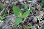 Yellow trillium